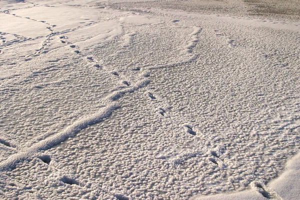 Zvířecí Stopy Zamrzlé Řece Úhlopříčně — Stock fotografie