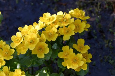 Rusya 'da sulak arazi çiçekleri ilkbaharda açar