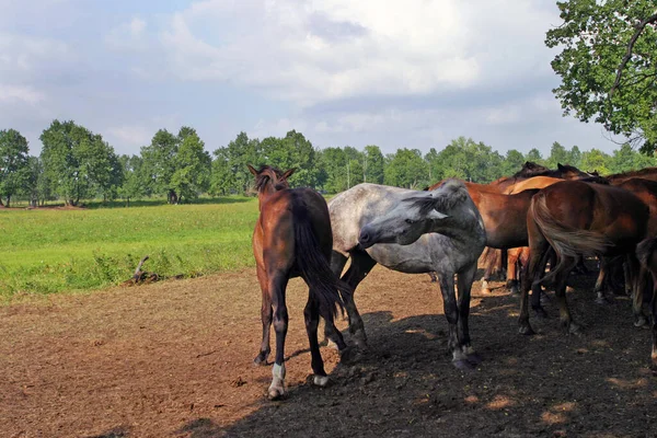 Manada Caballos Pastando Libremente Los Prados Agua — Foto de Stock