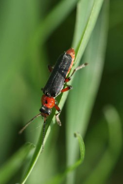 Çimenlerin üzerinde küçük kırmızı ve siyah bir böcek.