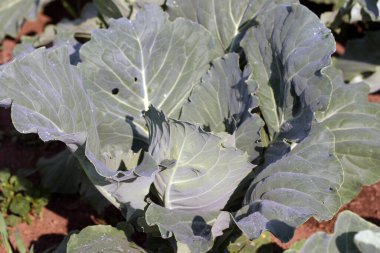 Bahçede yakın çekim olgunlaşan lahana.