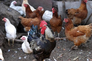 Sokakta yürüyen güzel tavuklar ve horozlar