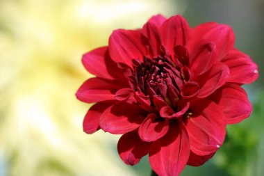 Güzel bir çiçeğin yakın çekimi. Yıldız çiçeği. Bahçede kırmızı bir yaz.