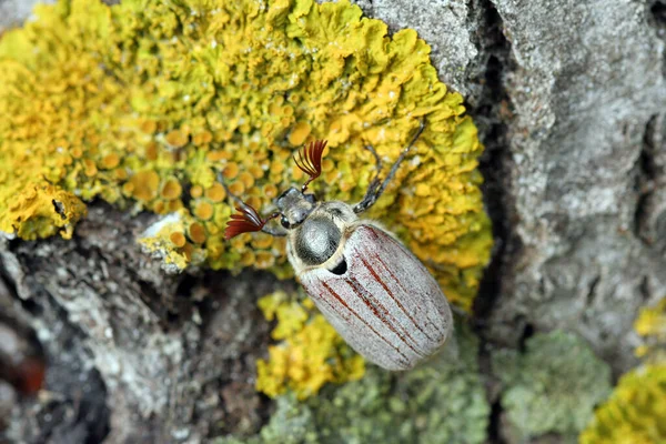 Roce Con Pestañas Sentado Árbol — Foto de Stock