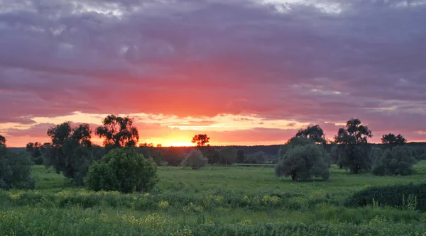 Vacker Sommar Solnedgång Grön Äng — Stockfoto