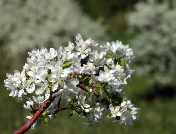 Marcher Extérieur Pendant Floraison Printanière Des Pommiers — Photo