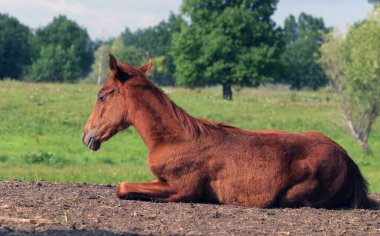 Su çayırlarında özgürce otlayan at sürüsü.