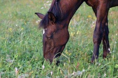 Su çayırlarında özgürce otlayan at sürüsü.