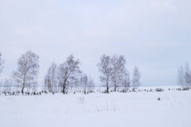 Kış manzaralı Rus tarlaları. Az sayıda ağaç ve çalılar donuyor.