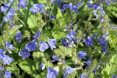güzel küçük mavi çiçekler baharda açar.