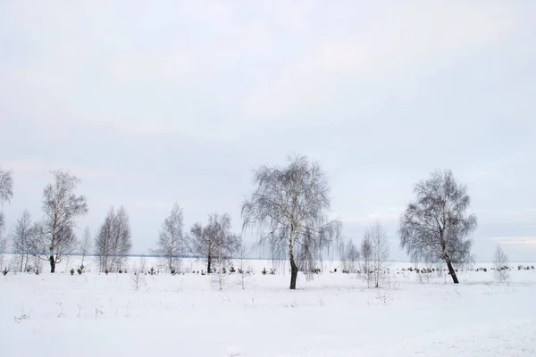 Naturskönt Vinterlandskap Ryska Fält Med Träd Och Buskar Frost — Stockfoto