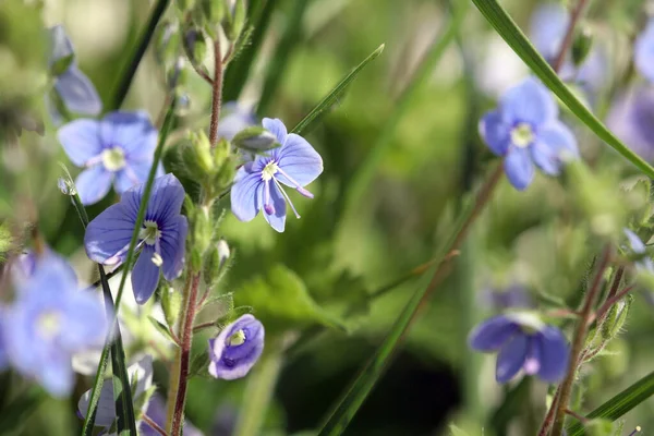 Όμορφα Μικρά Μπλε Λουλούδια Ανθίζουν Την Άνοιξη — Φωτογραφία Αρχείου