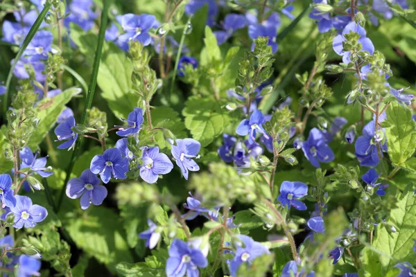 güzel küçük mavi çiçekler baharda açar.