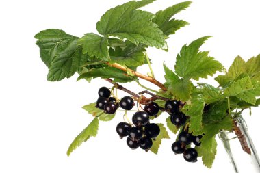 Yakın plan fırça siyah frenk üzümü beyaz arkaplanda izole