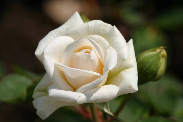 美丽的小白芽玫瑰在花园里盛开 — 图库照片