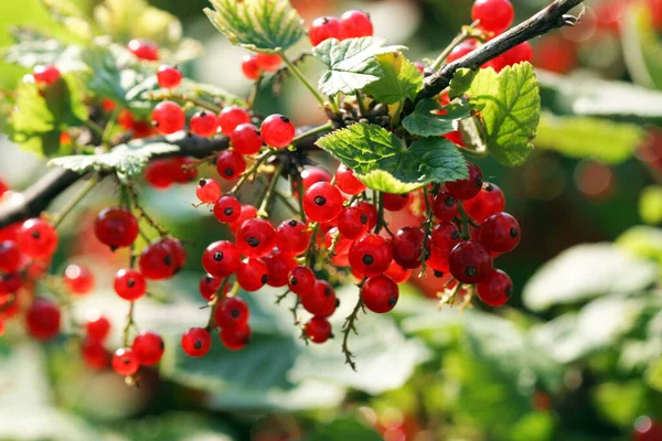 Närbild Röda Vinbär Solljuset Trädgården — Stockfoto