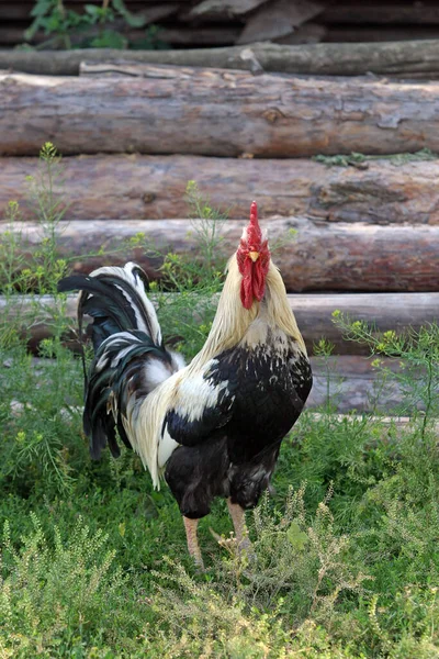 Hermosas Gallinas Gallos Caminando Por Calle — Foto de Stock