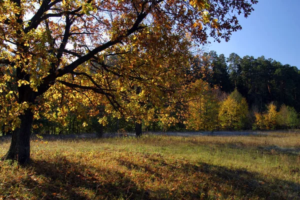 Herrliche Landschaft Eichenhain Herbst Sonniger Tag — Stockfoto