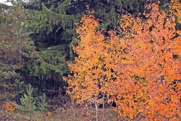 Jesienny Krajobraz Lasu Mieszanego Pochmurny Dzień — Zdjęcie stockowe