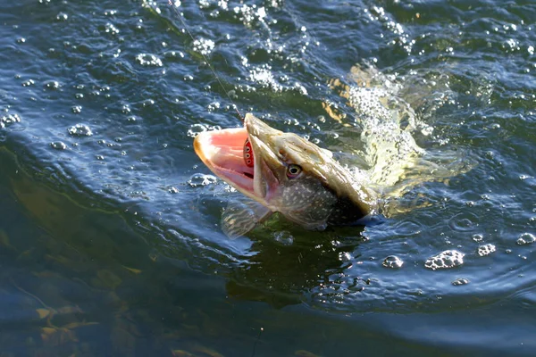 Macro Suda Yeni Yakalanmış Bir Turna Balığı — Stok fotoğraf