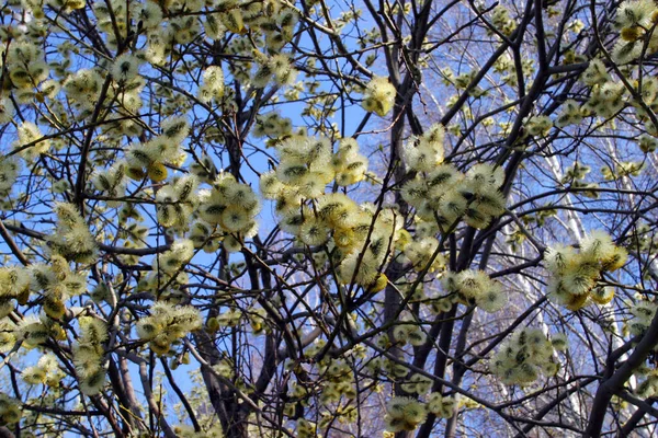 Schöne Blühende Frühling Struppige Junge Weidenknospen — Stockfoto