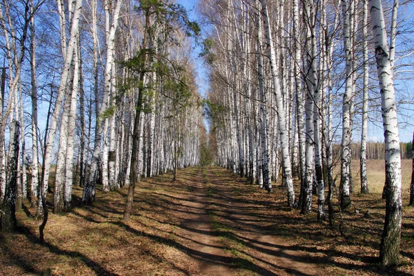 Filari Ordinati Betulle Una Soleggiata Giornata Primaverile — Foto Stock