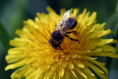 Arı, sarı karahindiba üzerinde polen topluyor.