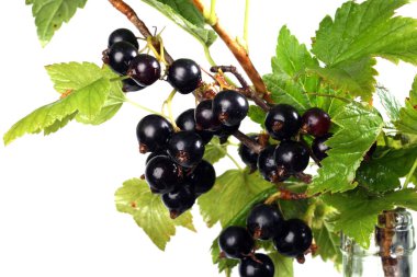 Yakın plan fırça siyah frenk üzümü beyaz arkaplanda izole