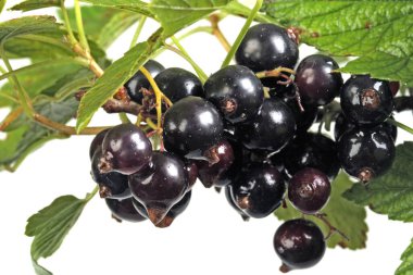 Yakın plan fırça siyah frenk üzümü beyaz arkaplanda izole