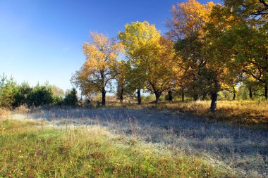 Sonbahar manzarası meşe ağaçları ve sabah güneşiyle kaplanmış çimenler.