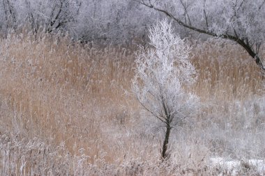 Çok güzel, alışılmadık ve muhteşem kış manzarası.