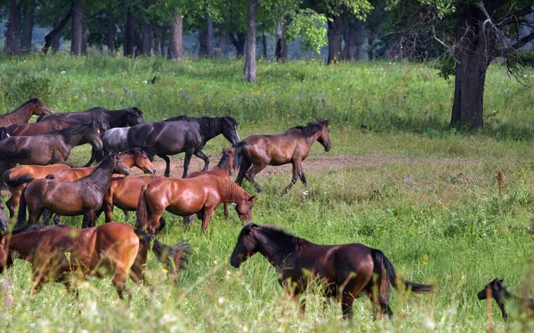 Manada Caballos Pastando Libremente Los Prados Agua — Foto de Stock