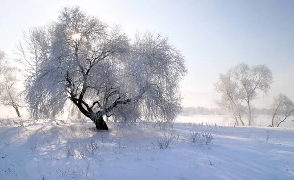 Прекрасные Зимние Пейзажи Ясный День — стоковое фото