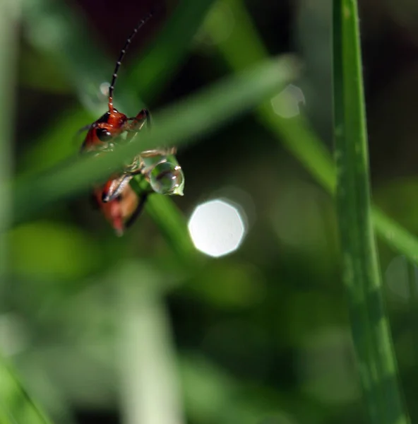 Kleiner Länglicher Roter Und Schwarzer Käfer Auf Gras — Stockfoto