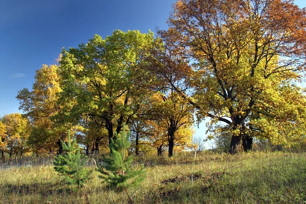 Magnífico Paisaje Roble Otoño Día Soleado —  Fotos de Stock