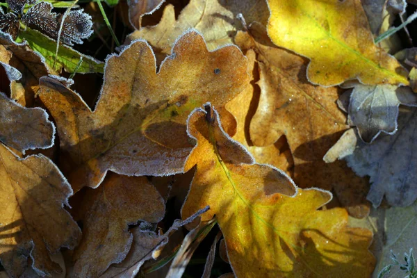 Macro Fallen Oak Leaves Covered Frost — Stock Photo, Image