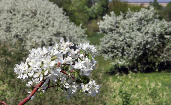 Marcher Extérieur Pendant Floraison Printanière Des Pommiers — Photo