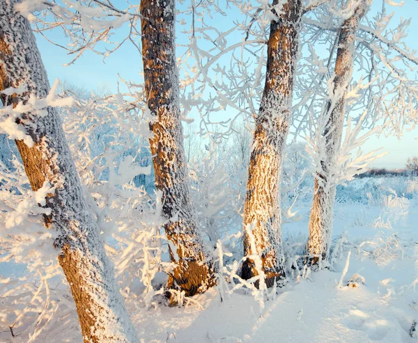 Довга Прогулянка Засніженому Зимовому Лісу — стокове фото