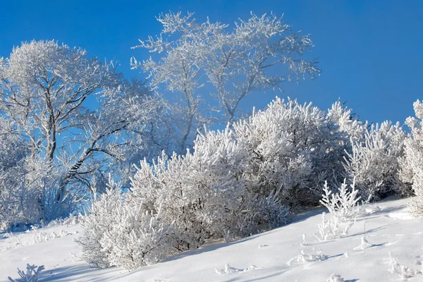 Alberi Molto Belli Completamente Coperti Gelo — Foto Stock