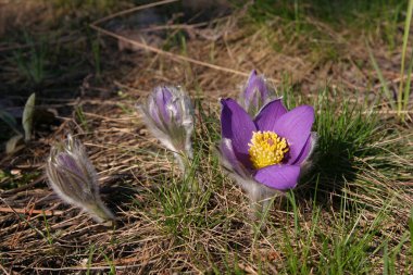 Parkta çiçek açan bir sürü bahar çiçeği var.