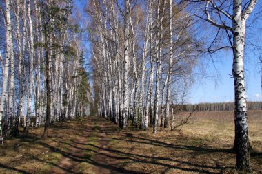 Güneşli bir bahar gününde güzel huş ağaçları.