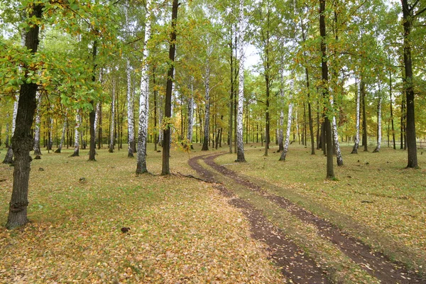 Promenade Dans Belle Fabuleuse Forêt Automne — Photo