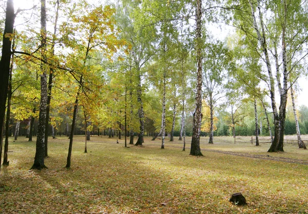 Caminar Través Hermosa Fabuloso Bosque Otoño — Foto de Stock