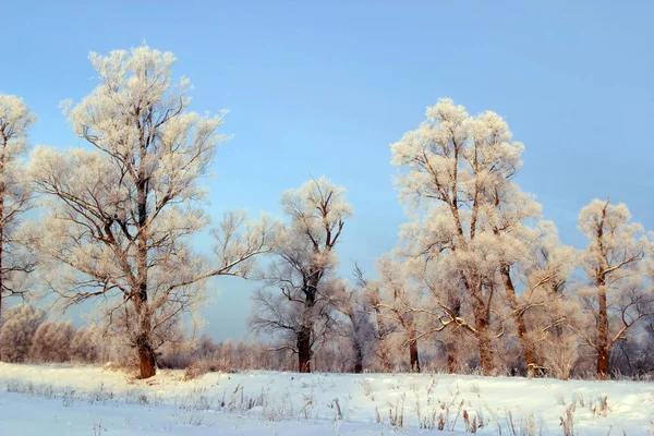 Długi Spacer Przyrodzie Snowy Rosyjski Zima — Zdjęcie stockowe