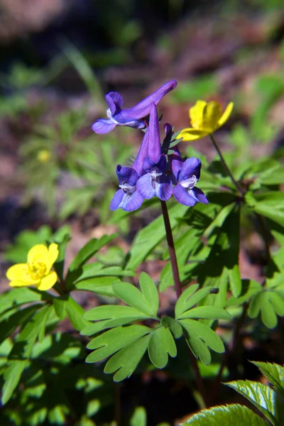 Schöne Blühende Wiesen Primeln Corydalis Dichtem Wald — Stockfoto