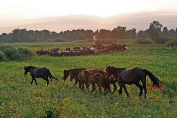 Herd Horses Grazing Freely Water Meadows — Stock Photo, Image