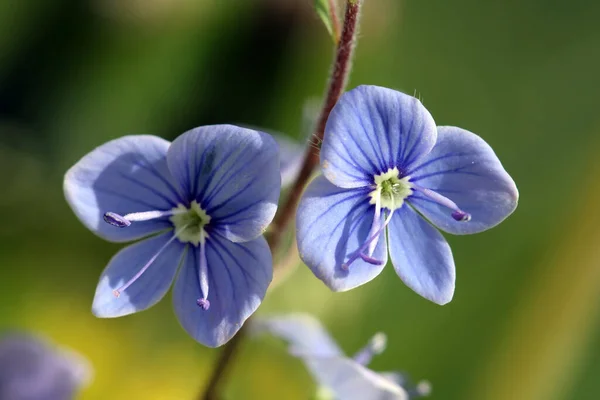 Hermosas Flores Azules Pequeñas Florecen Primavera — Foto de Stock