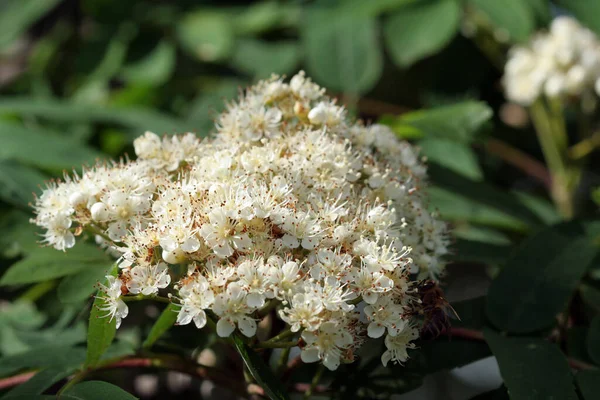 春天的罗文 一丛丛繁茂的白花 — 图库照片