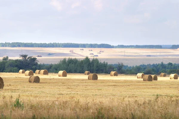 Sok Kerek Szénabála Van Mezőn — Stock Fotó