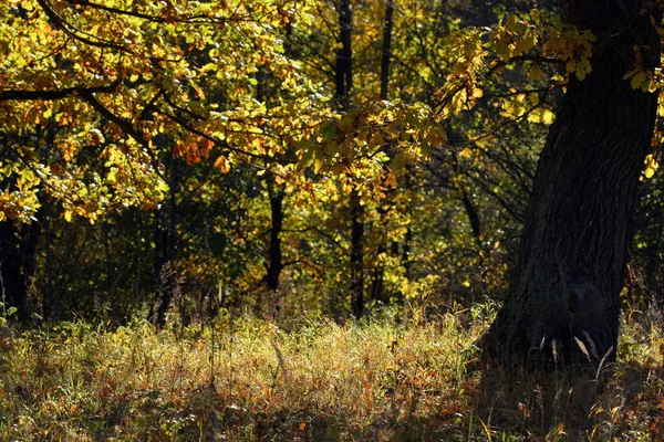 Magnífico Paisaje Roble Otoño Día Soleado — Foto de Stock